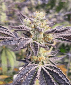 Close-up of purple apple cake cannabis bud