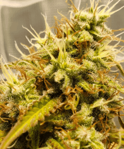 Close-up of aurora indica cannabis flower buds