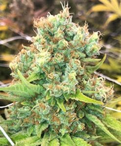 Close-up of ak-48 cannabis flower buds