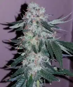 Dense alien gorilla glue cannabis bud with trichomes.