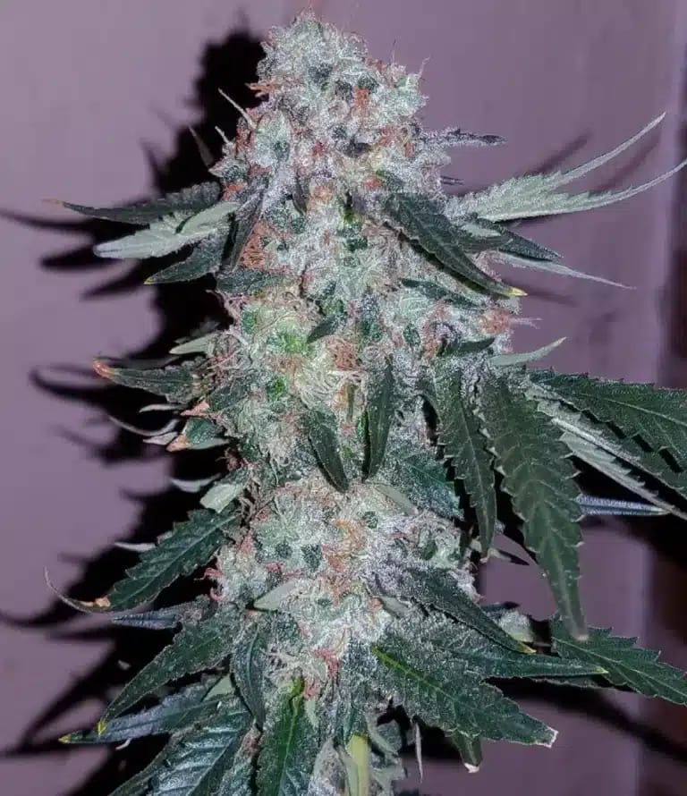 Alien Gorilla Glue Seeds