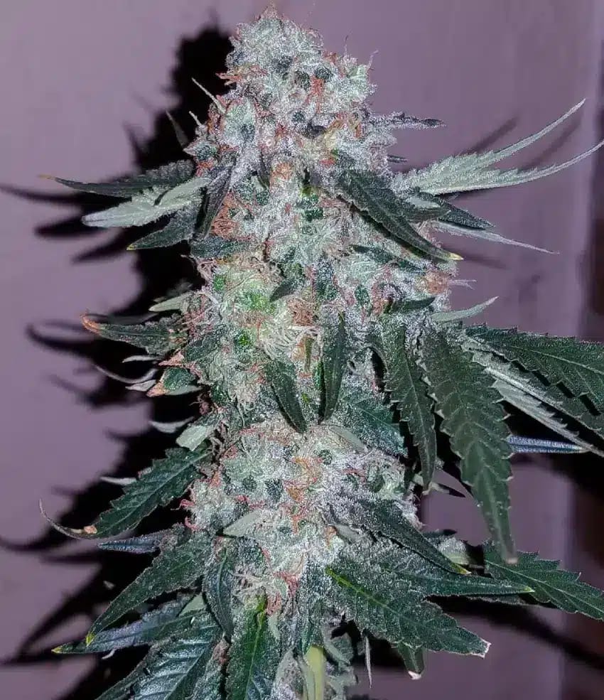 Alien Gorilla Glue Seeds buy alien gorilla glue seeds Dense alien gorilla glue cannabis bud with trichomes.