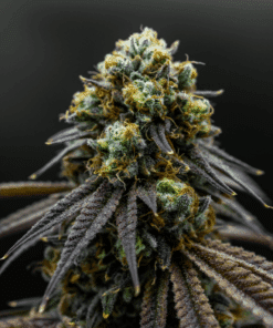 Close-up of animal runtz weed cannabis flower buds