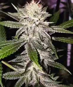 Frosty critical 2.0 cannabis plant close-up.