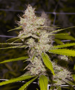 Dense dutch treat cannabis buds with vibrant leaves