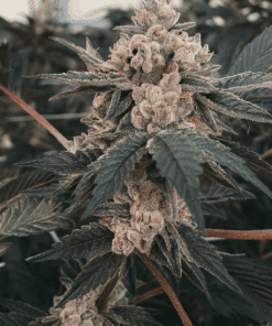 Close-up of gary payton cannabis flower buds
