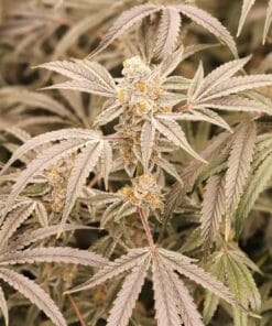 Close-up of jealousy cannabis plant leaves