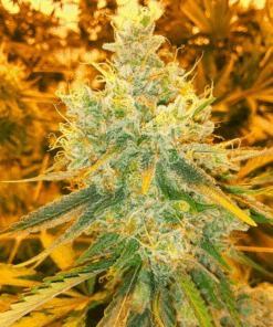 Close-up of MAC cannabis flower buds