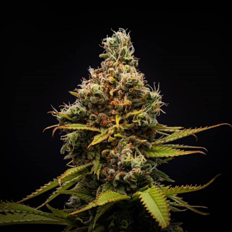 autoflower seed bank usa