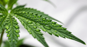 cannabis micronutrients