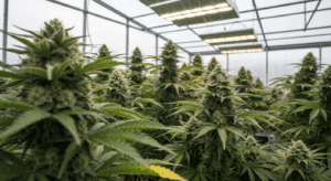 cannabis plant training techniques