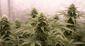 cannabis flowering stretch