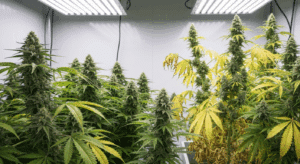 cannabis plant stress symptoms