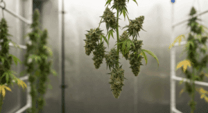 drying cannabis seeds