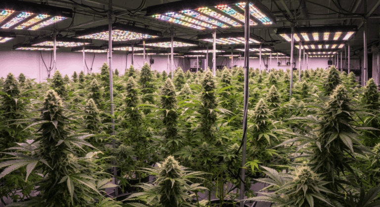 Mastering Cannabis Cultivation: A Deep Dive into Optimized Growth Strategies