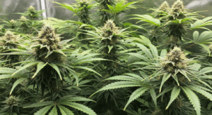 cannabis strains