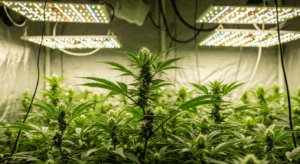 best grow lights for cannabis 2025