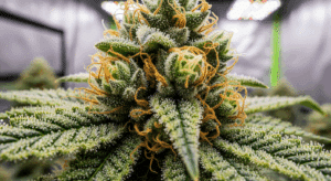 cannabis terpenes