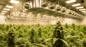 cannabis grow room ventilation