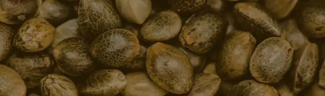 seeds bg background 2