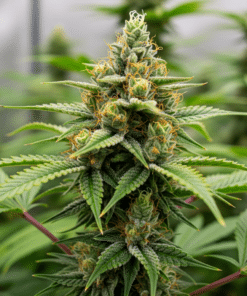 amnesia kush seeds image 1