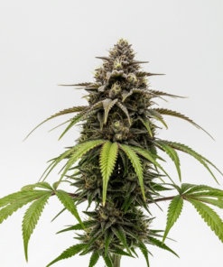 Amnesia Kush Seeds image 2