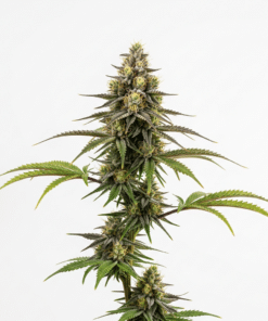 Amnesia Purple Seeds featured image