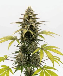 Apple Fritter Seeds featured image