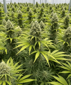 Apple Fritter Seeds image 2