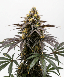 Badazz Cheese Seeds featured image