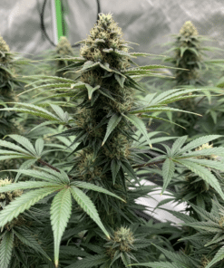 Badazz Cheese Seeds image 2