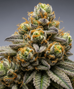 Badazz Cheese Seeds image 3