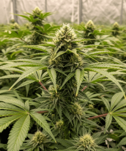 Banana Punch Seeds image 2