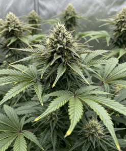 Banana Punch Seeds image 5