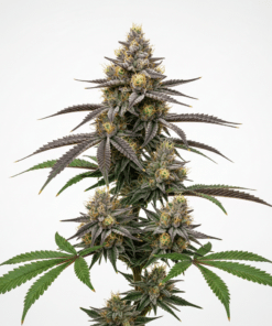 Banana Runtz Seeds featured image