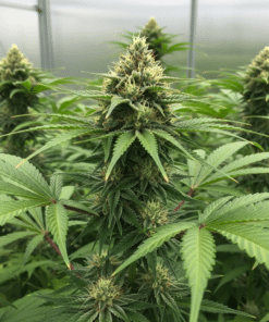 Banana Runtz Seeds image 2