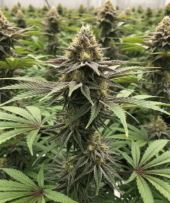 Biscotti Seeds image 2