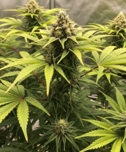 Bubba's Gift Seeds image 2