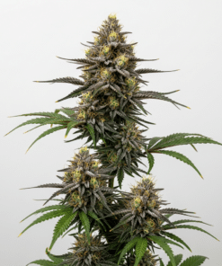 Cake Bomb Seeds featured image