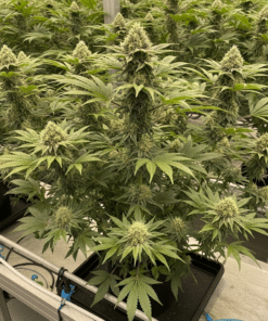 Cake Bomb Seeds image 2