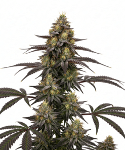 Candy Kush Seeds featured image