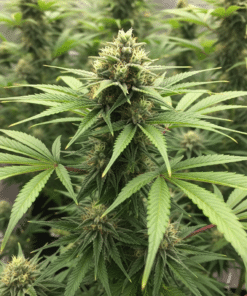 Candy Kush Seeds image 2