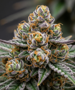 Candy Kush Seeds image 5