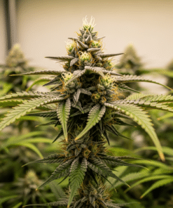 cereal milk seeds image 1 1