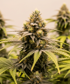 cereal milk seeds image 1