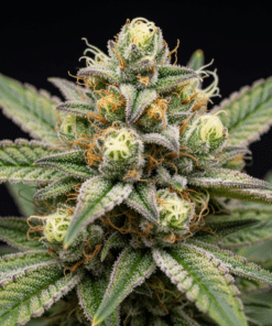 cookies cream seeds image 1
