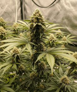Cookies & Cream Seeds image 2
