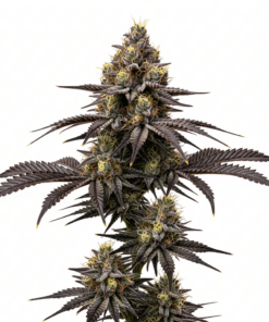 Death Star Seeds featured image