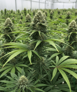 Death Star Seeds image 2