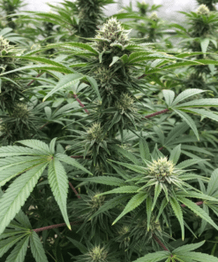 Dolato Seeds image 2